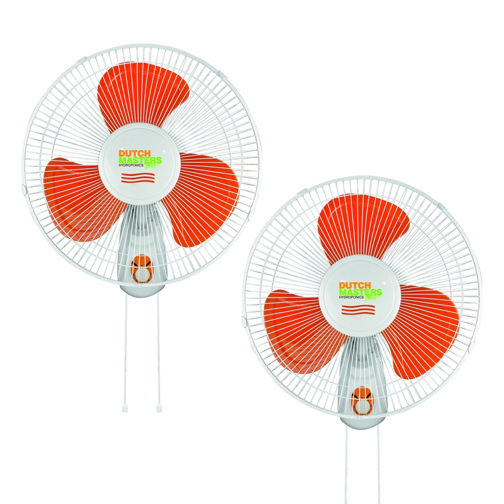 Wall Fan with rope 40 cm Dutch Masters box of 2 units